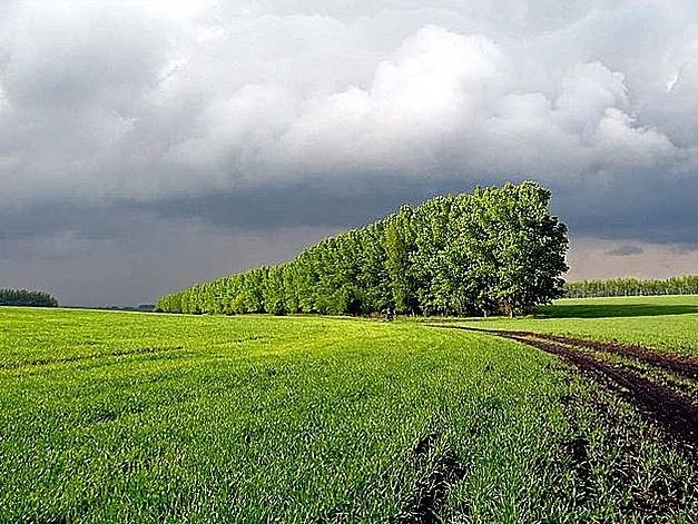 На нараді розглядали можливість передачі полезахисних насаджень сільськогосподарським підприємствам
