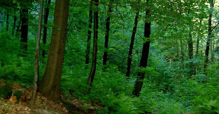 У Каневі рятувальники прочісують ліс у пошуках дітей, що зникли