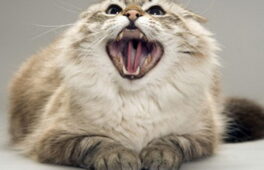 Людей у трьох районах покусали скажені тварини. Вакцини в області — критичний залишок