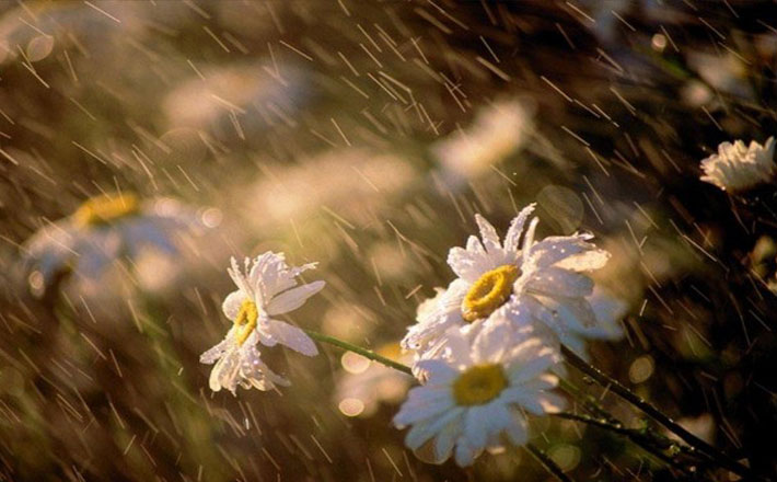 Наступного тижня на Черкащині пройдуть дощі