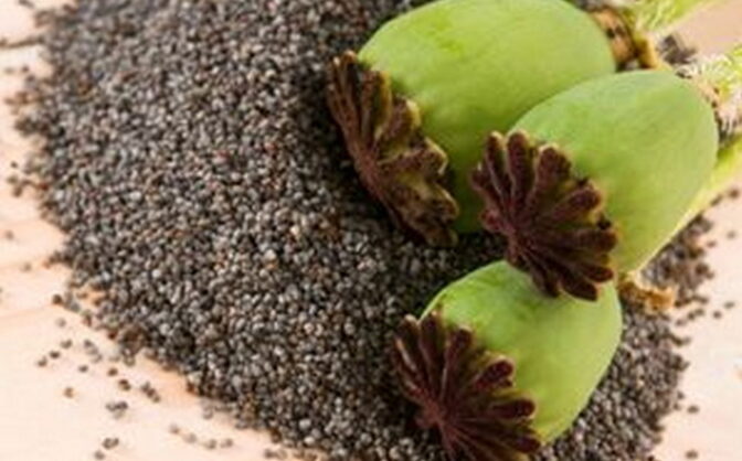 Понад 800 рослин маку виростив черкащанин удома