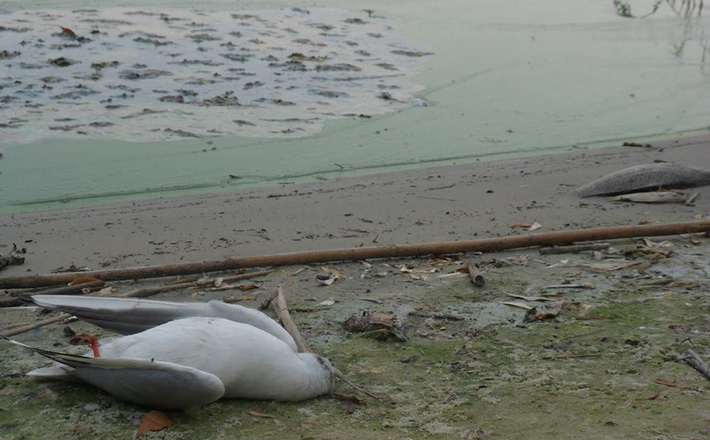 Сморід від мертвої риби стоїть на все село