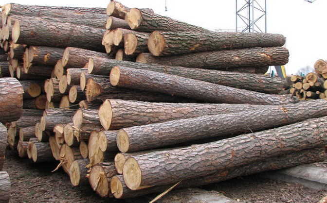 Відбувся вересневий аукціон з продажу необробленої деревини