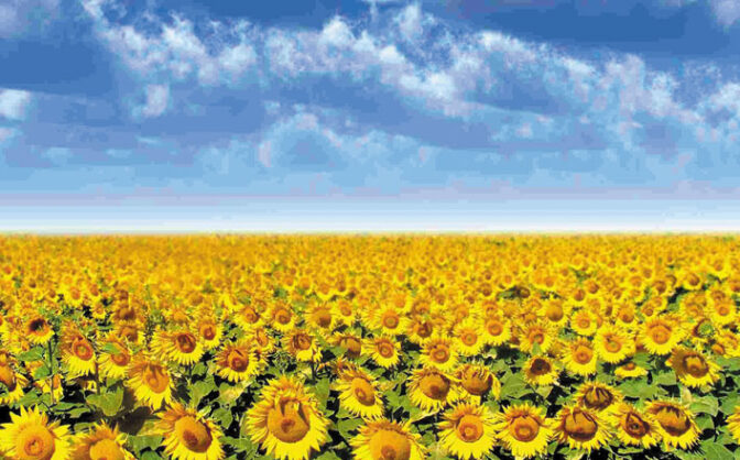 На Тальнівщині крадуть насіння соняшника