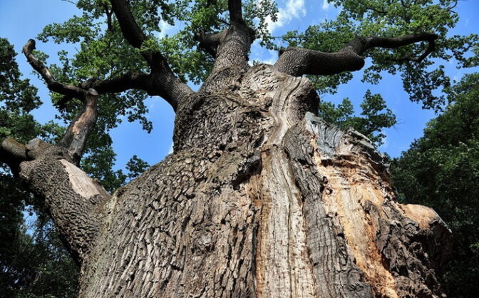 Змінилася вартість вхідного квитка на відвідування об’єктів заповідника “Чигирин”