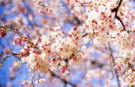 Черкащани скоро відчують справжнє тепло весни