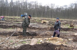Кам’янський лісгосп розпочав посадку переважно дубових насаджень