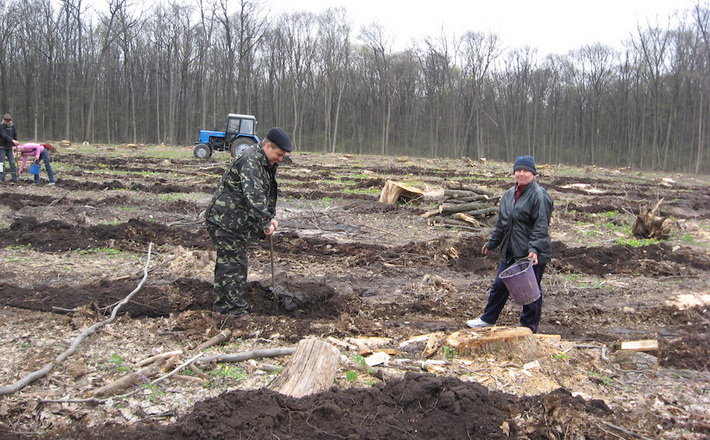 Кам’янський лісгосп розпочав посадку переважно дубових насаджень