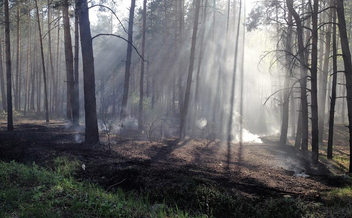 На Черкащині сталася лісова пожежа