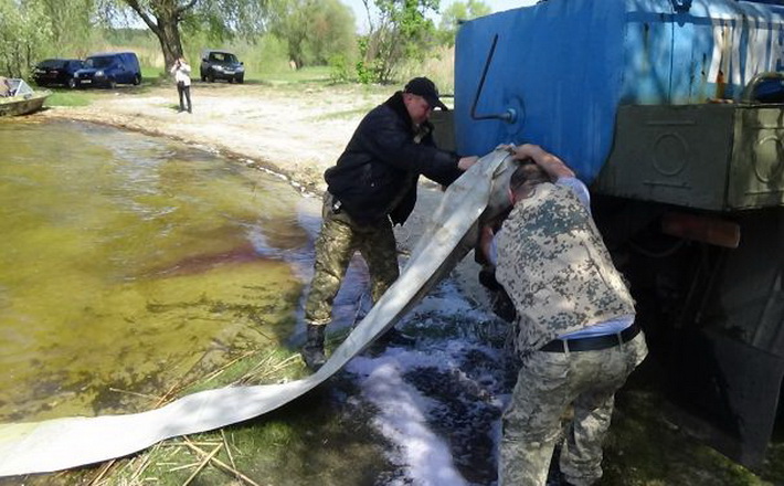 Чергове зариблення Кременчуцького водосховища товстолобиком