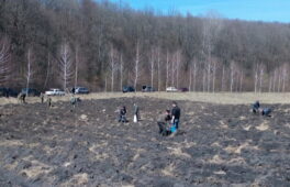 В Кам’янському лісгоспі цього року висадили тисячу сіянців дуба