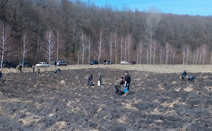 В Кам’янському лісгоспі цього року висадили тисячу сіянців дуба