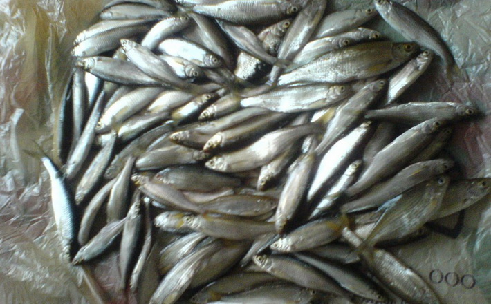 Весняно-літній період заборони – час для відлову тюльки-верховода