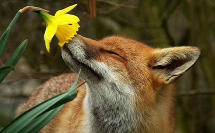 У Черкасах під стінами ОДА бігало лисеня (ВІДЕО)