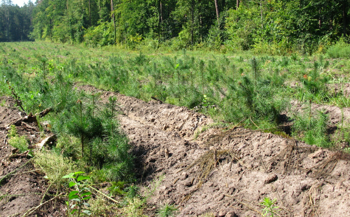 Цьогоріч лісівники Черкащини відтворять 1245 гектарів лісів