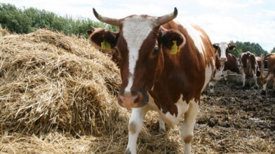 В області напрацювали алгоритм створення молочарських кооперативів