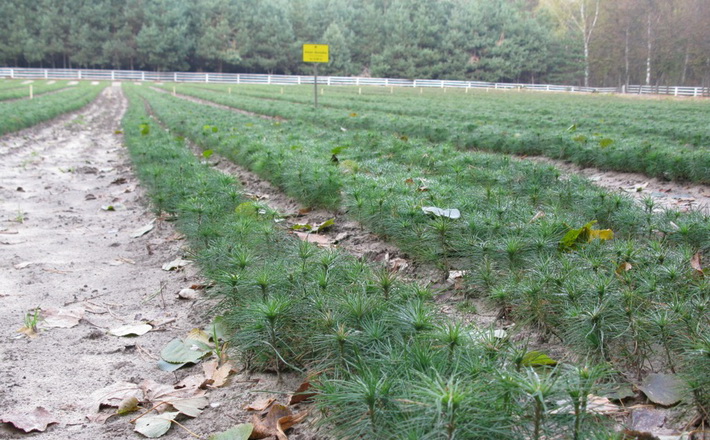 Яснозірські лісівники виростили понад півмільйона сіянців для весняної посадки