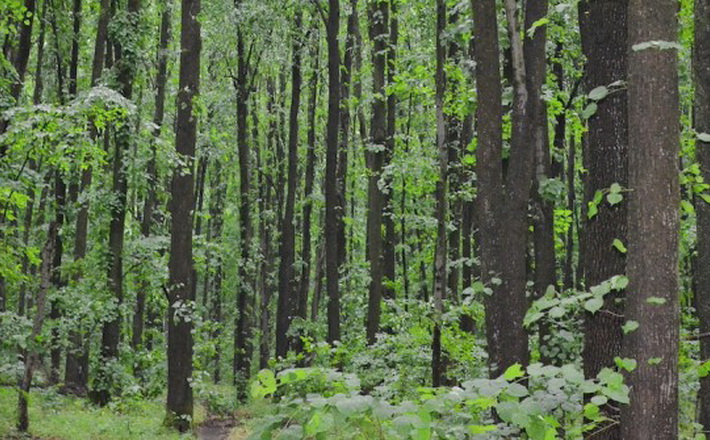 Основне завдання лісгоспу – створювати і вирощувати високопродуктивні та біологічно стійкі лісові насадження