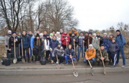 На уманських вулицях висадили 2600 саджанців грабу
