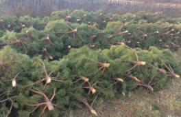 В Умані затримано чоловіка, який незаконно нарубав ялинок на 25 тисяч гривень