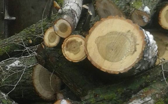 На Черкащині обрахували збитки за дерева, які незаконно знесли в Чорнобаї