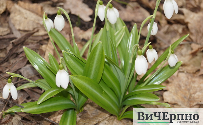 Черкащани зможуть відвідати одну локацію, де квітнуть первоцвіти