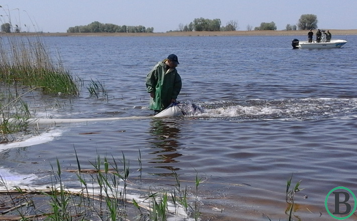 5 тонн коропа випустили на волю. У заказнику “Липівський” зариблювали Дніпро