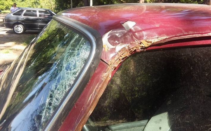Біля дитячого табору суха сосна ледь не покалічила матір і двох дітей