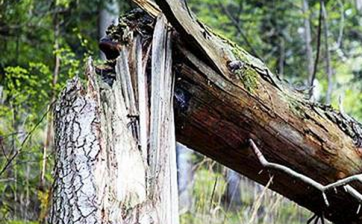 У Черкасах на групу школярів упало дерево