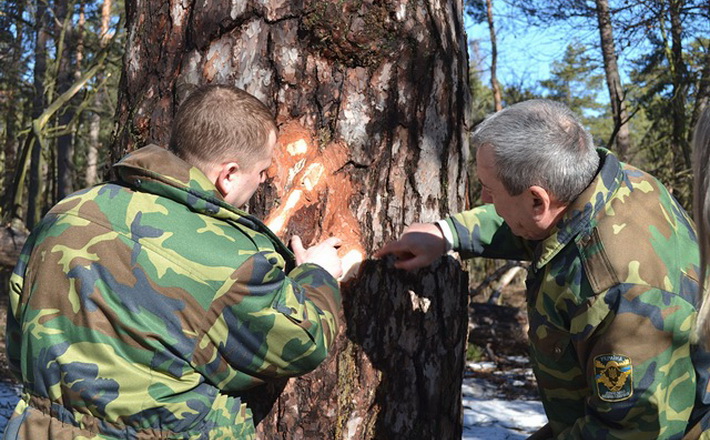 У Черкаському лісгоспі не можуть добитися дозволу на санітарну рубку дерев (ВІДЕО)