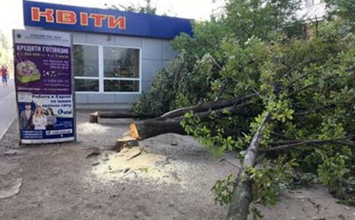 Бондаренко пообіцяв 10 тисяч гривень тому, хто розповість, які люди причетні до зрізання дерев