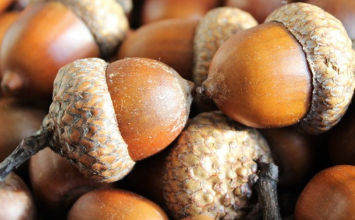 Лісівники Черкащини заготовили 85 тонн насіння