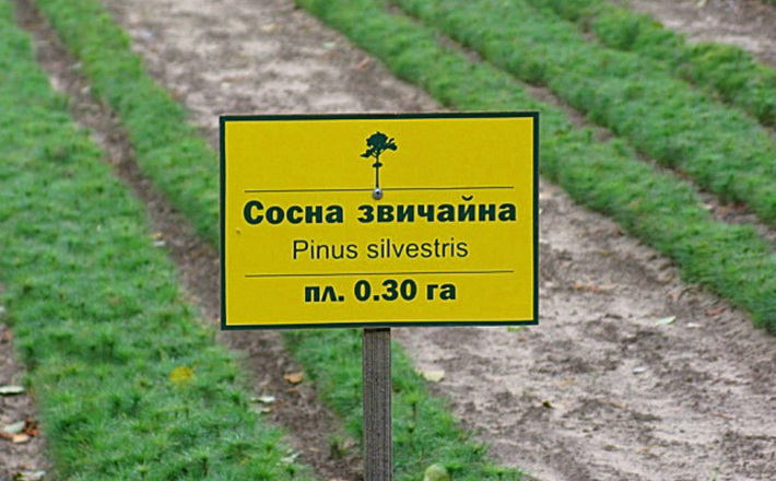 Цьогоріч Корсунь-Шевченківські лісівники висадять майже 100 гектарів лісу