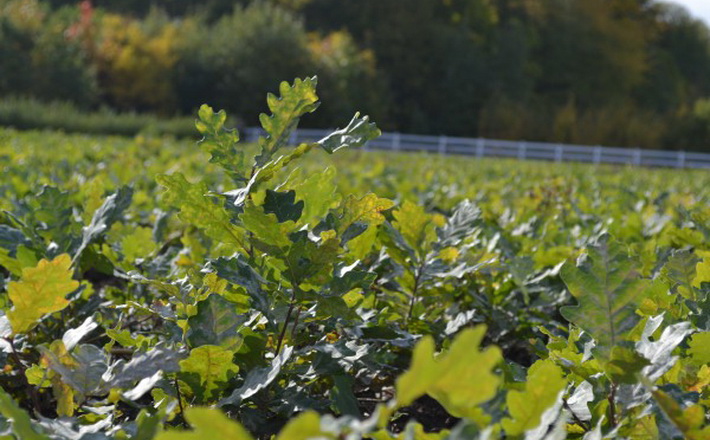 700 тисяч сіянців виростили для цьогорічної лісокультурної кампанії в Уманському лісгоспі