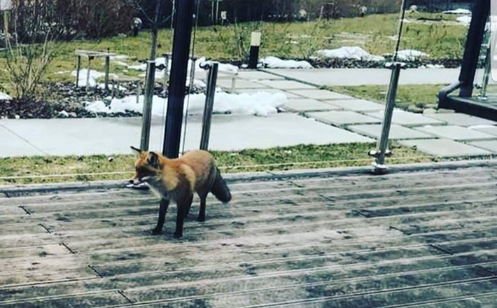 У Черкасах лисиця завітала на поріг ресторану (ФОТО)