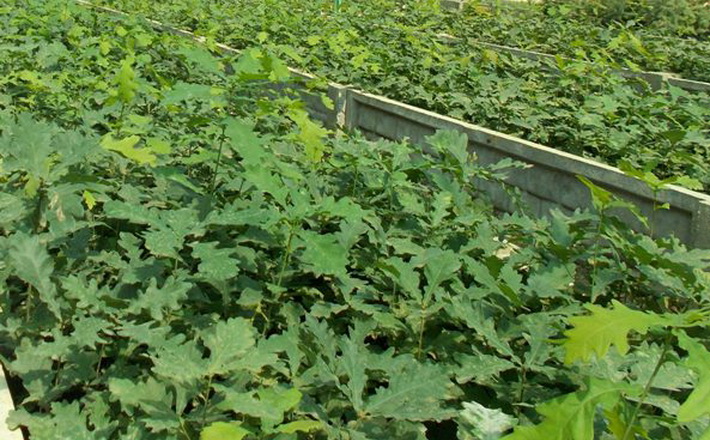 У Лисянському лісгоспі планують створити понад 60 гектарів лісових культур