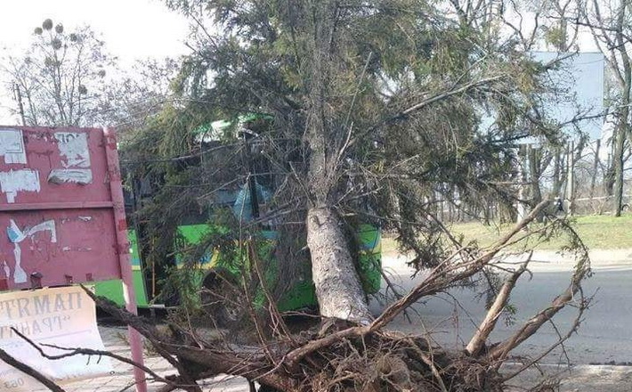 У Черкасах дерево впало на маршрутку