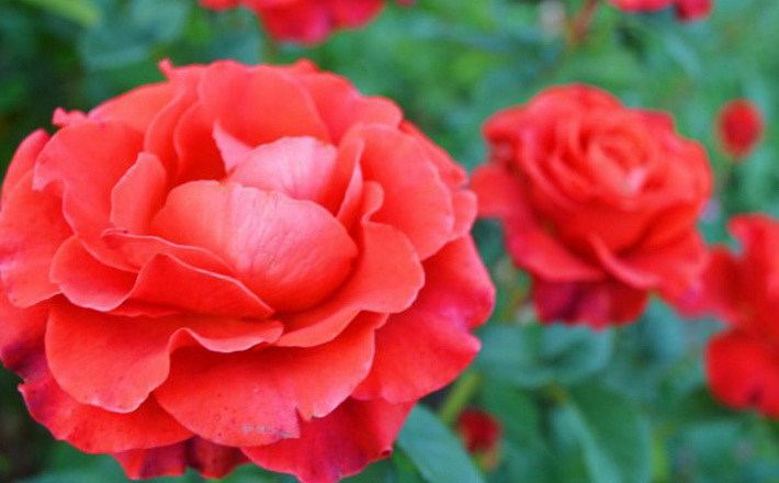 Понад 100 сортів троянд продають у лісництві на Звенигородщині