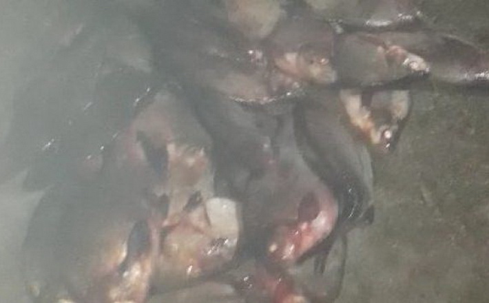 Поблизу села Худяки затримали браконьєра