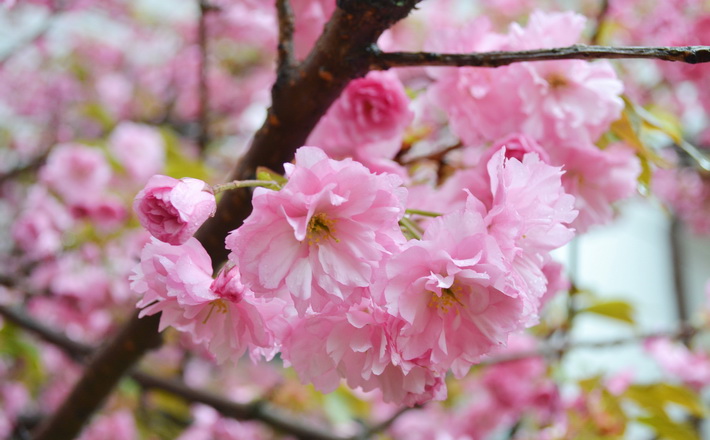 У вівторок в Черкасах висадять алею сакур