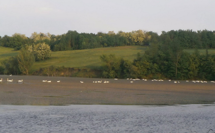 У селі на Катеринопільщині  на ставку оселились понад 100 лебедів