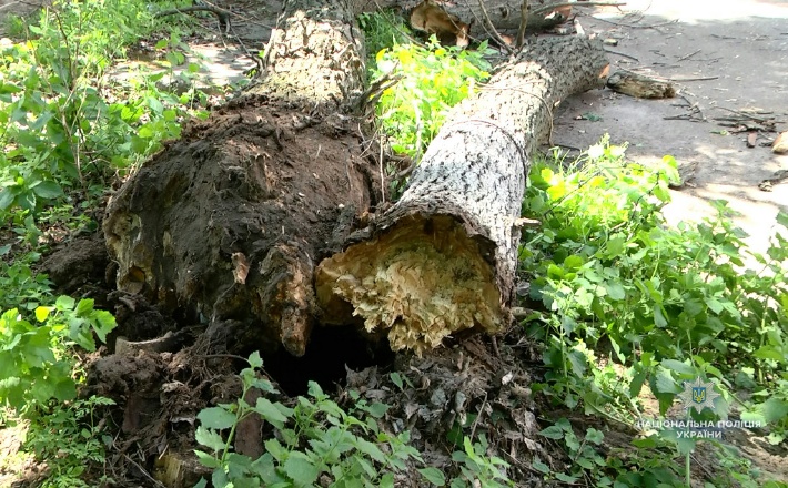 Встановлюються обставини травмування дітей від падіння дерева