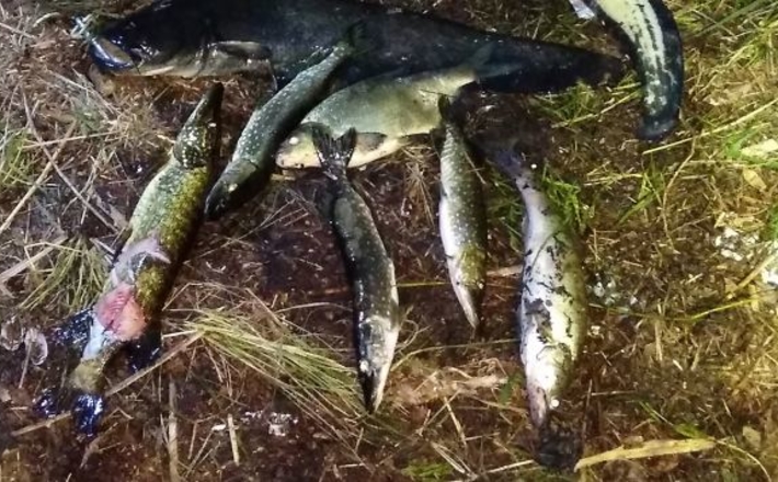 У заказнику «Пташині острови» зупинено незаконний «підводний» промисел