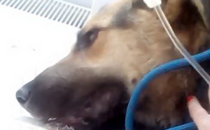 В Умані догхантери труїли собак невідомою речовиною