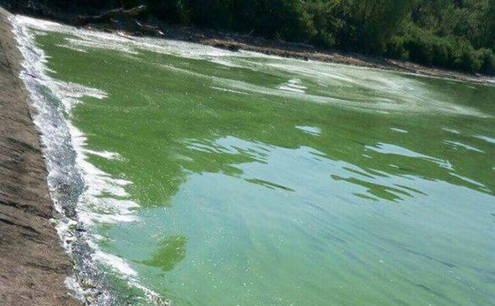 У Держекоінспекції пояснили, чому “цвіте” вода і гине риба