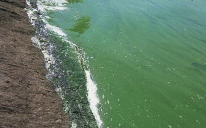 Екологи пояснили, чому «цвіте» вода і гине риба у водоймах області