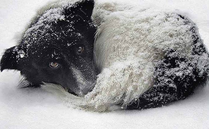Волонтери просять не проганяти безпритульних тварин, які шукають прихистку від снігу