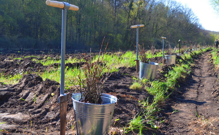 Цієї весни на Черкащині планують створити 109 гектарів лісу