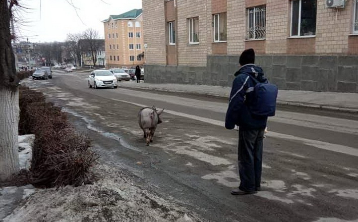 У центрі Тального ловили свиню-втікачку