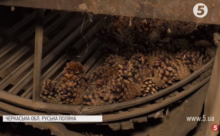 На Черкащині працює унікальна сушарка для заготівлі соснового насіння (ВІДЕО)